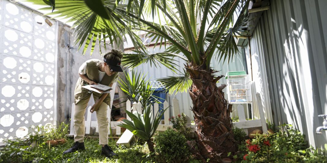 Prevenção da dengue: é necessário ir além de mensagens sobre hábitos e cuidados