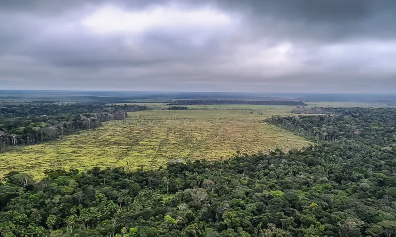 Programa de combate ao desmatamento na Amazônia prorroga adesão