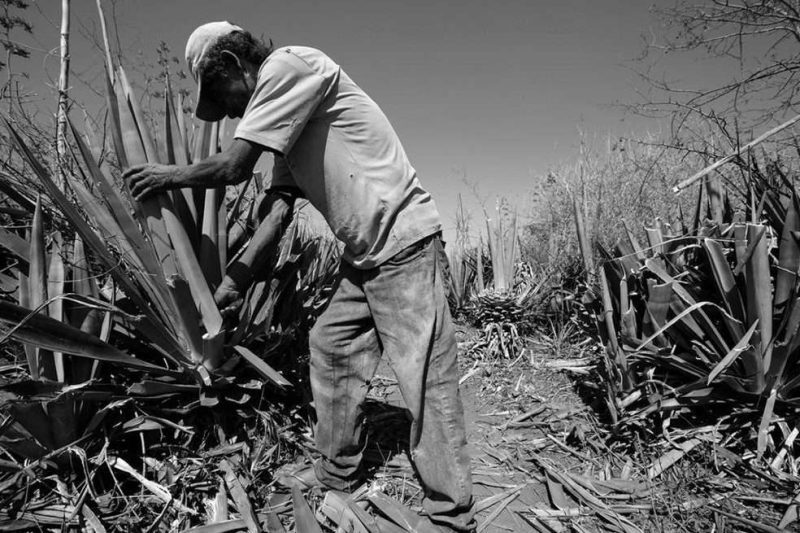 Casos de trabalho análogo à escravidão aumentaram; especialista explica como identificar